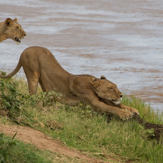 Samburu - Lions